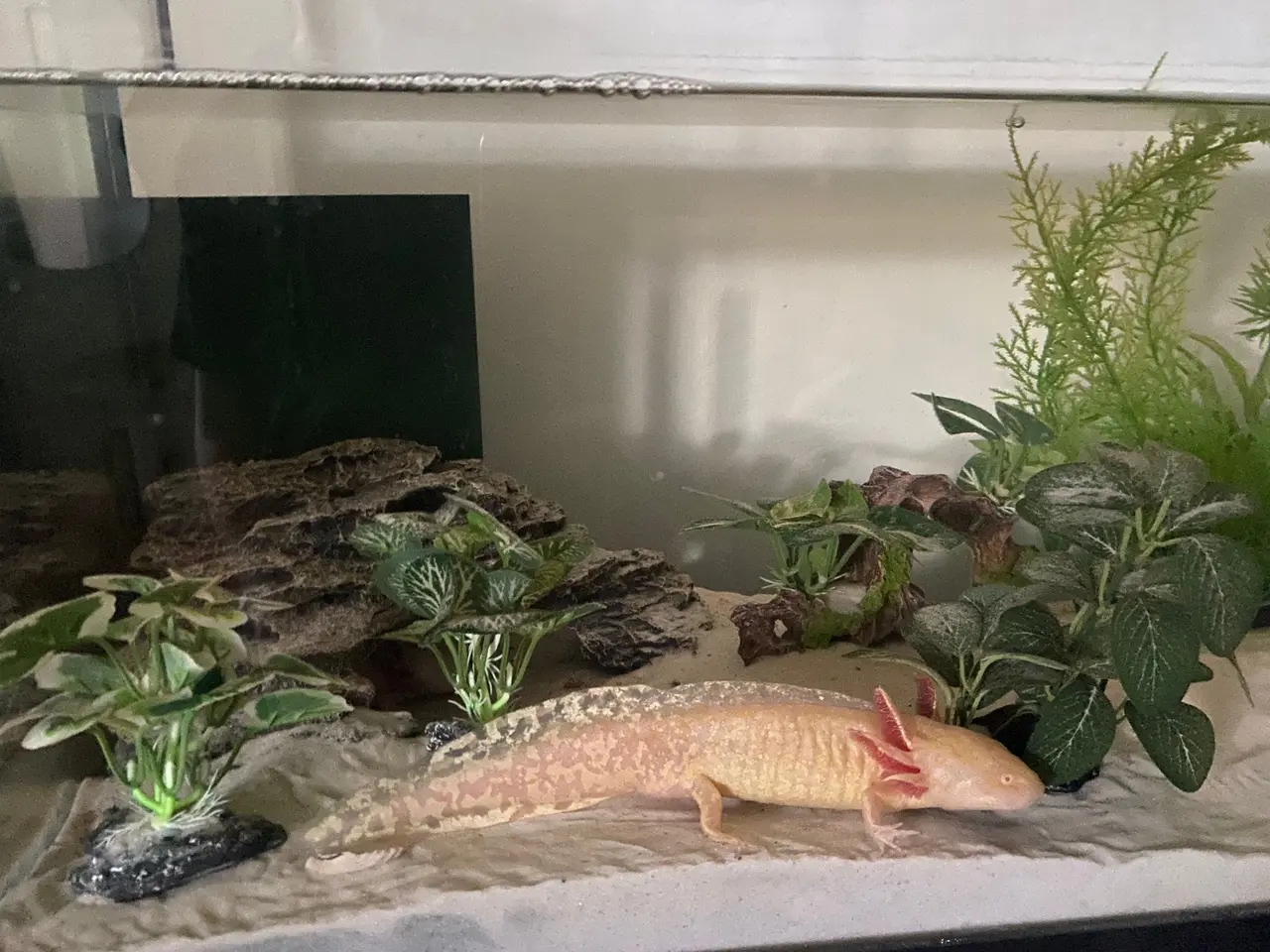 Billede 2 - Axolotl par inkl akvarie og alt