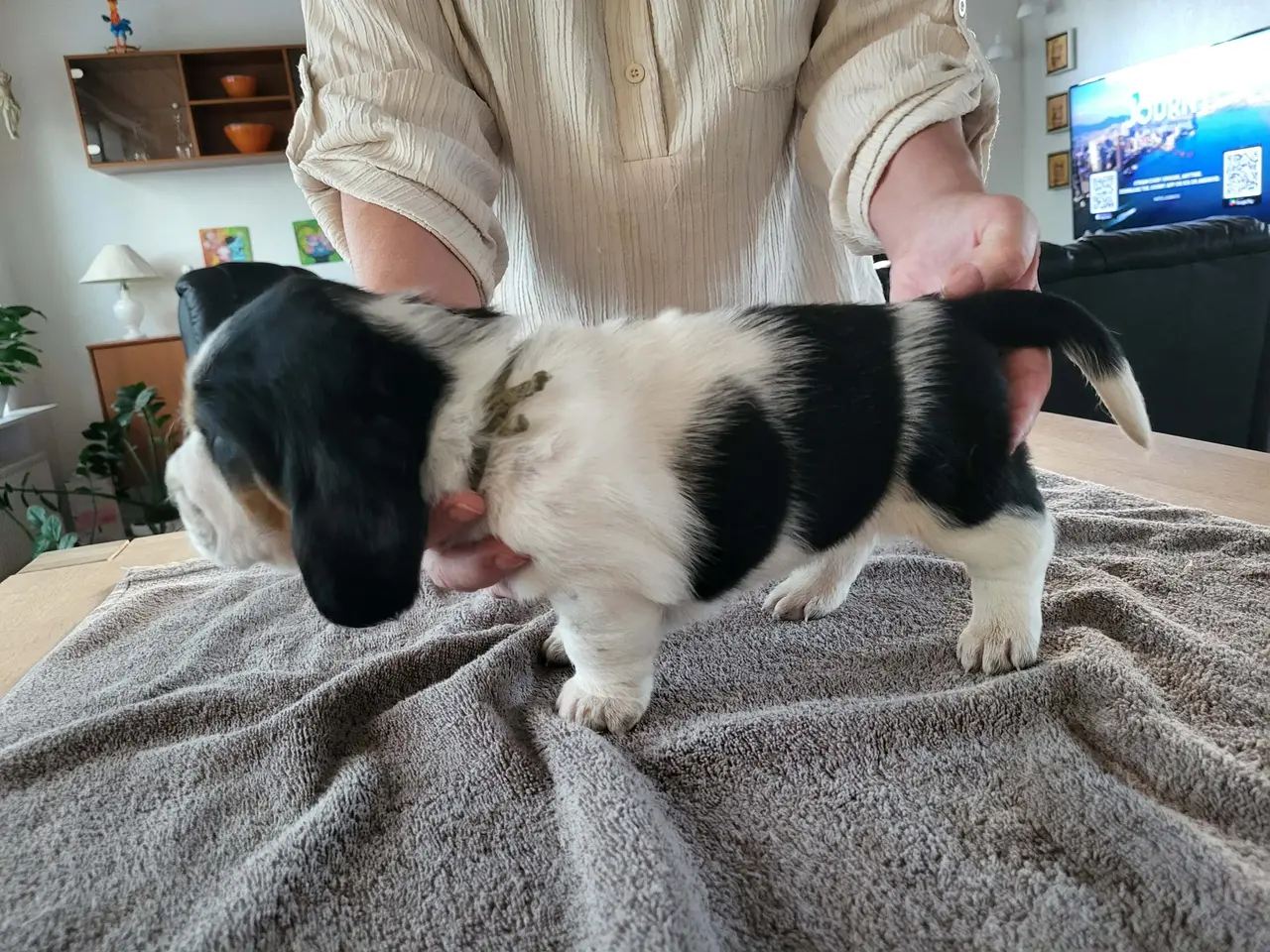 Billede 8 - Basset Hound Hvalpe