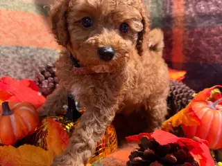 🐾maltipoo miniature August 🐾 - 5