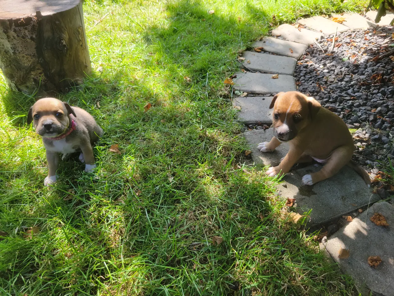 Billede 12 - Staffordshire Bull Terrier hvalpe