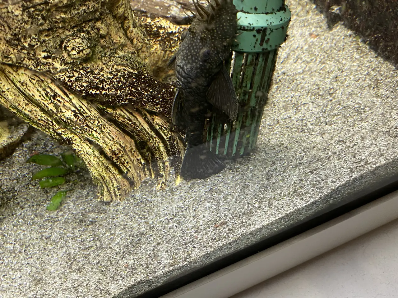 Billede 1 - Sugemaller 3 cm