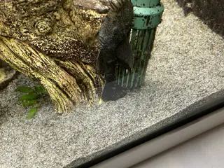 Sugemaller 3 cm