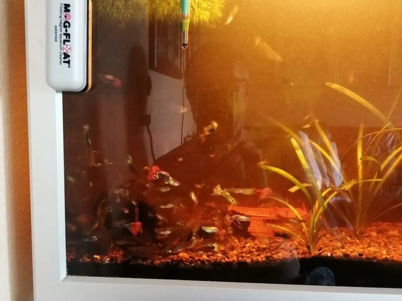 Billede 1 - Guppy 20 stk.
