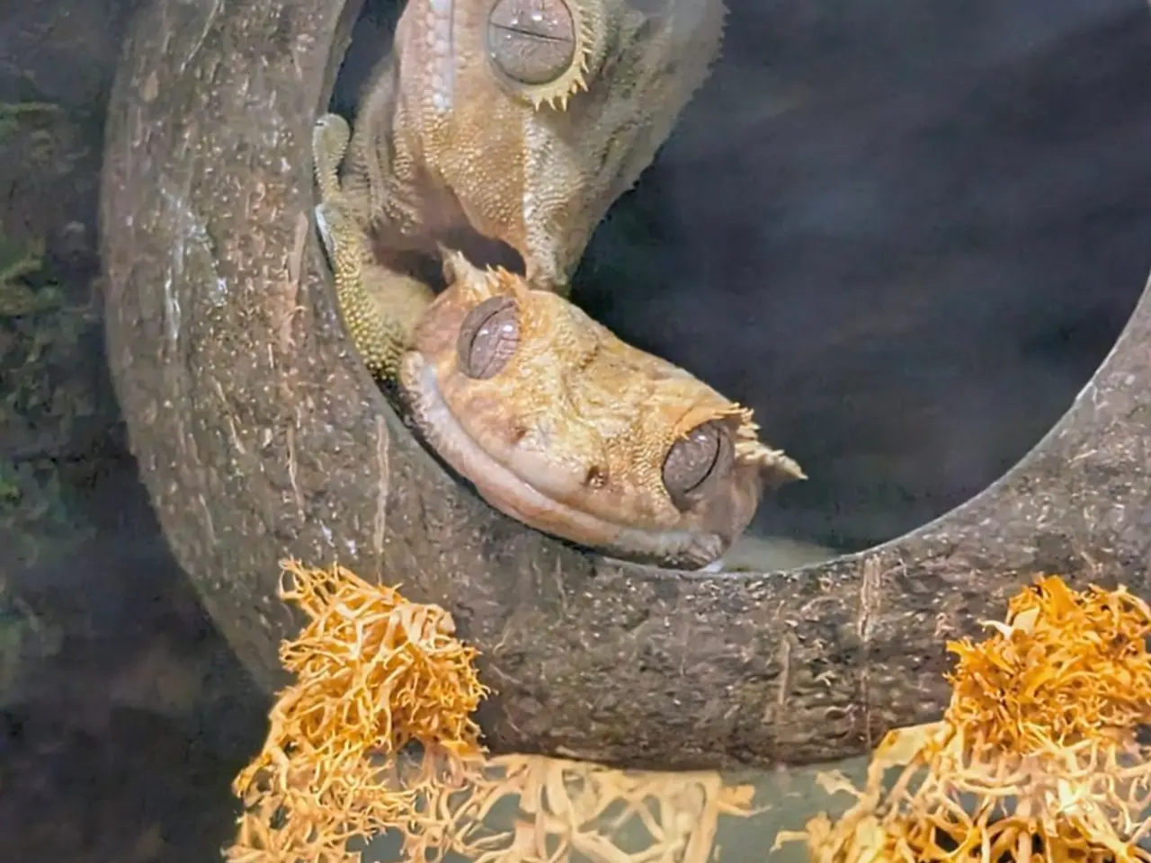 Billede 2 - Kronegekko par. 🦎🦎