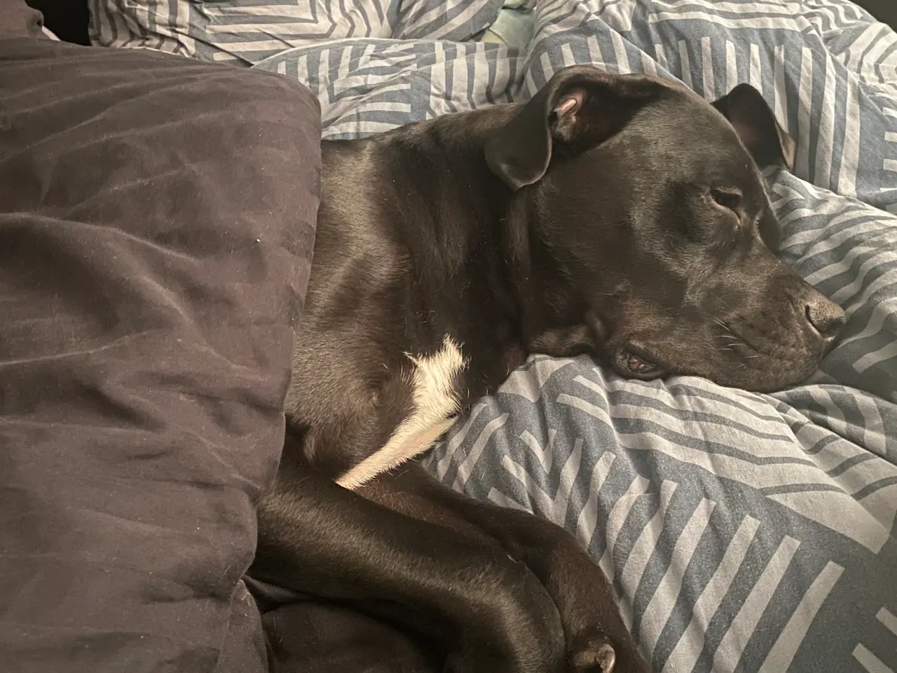 Billede 4 - Flot og kærlig Cane Corso søger ny familie / aktiv