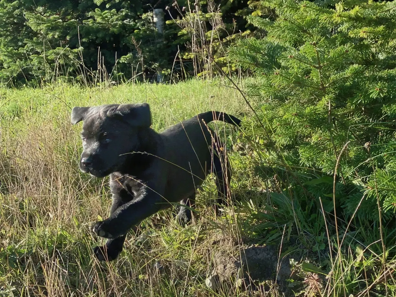 Billede 3 - Labrador tævehvalp, 8 uger 