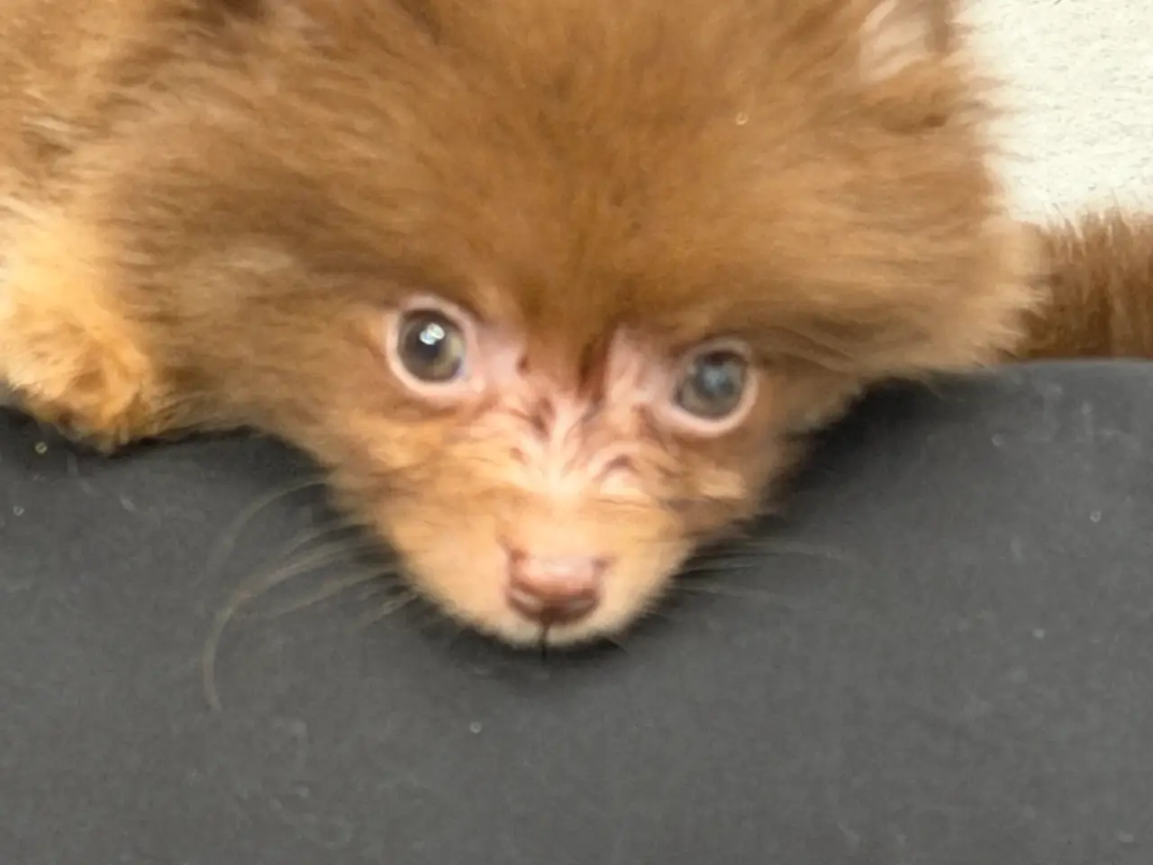Billede 10 - 🐾💙 3 SMUKKE POMERANIA-DRENGE 💙🐾