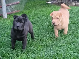 Shar pei hvalpe
