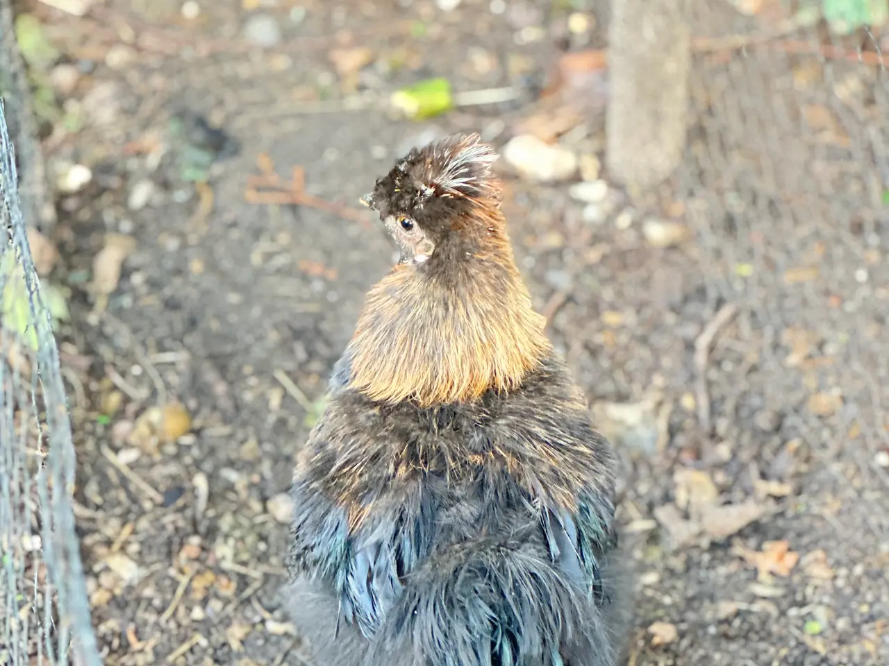 Billede 6 - Silkie sælges 