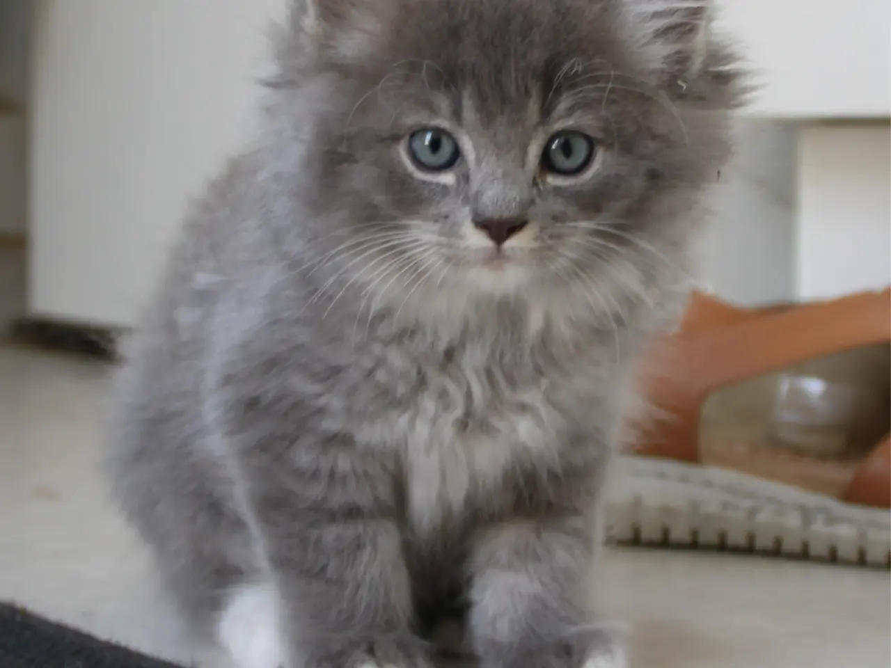 Billede 19 - Lækre 3/4 Ragdoll +1/4 perser killinger, katte