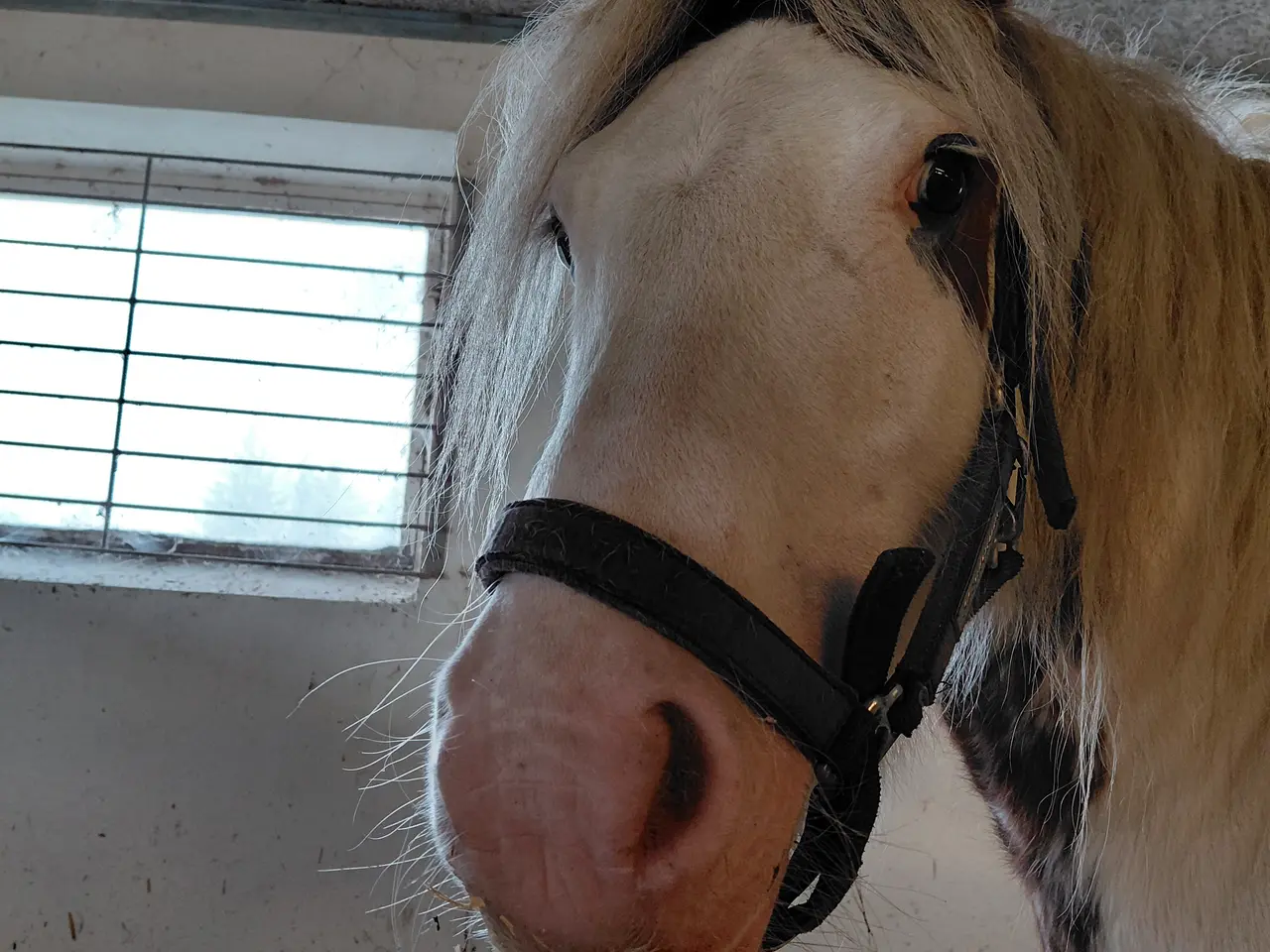 Billede 1 - Sødeste Irish Cob-hoppe