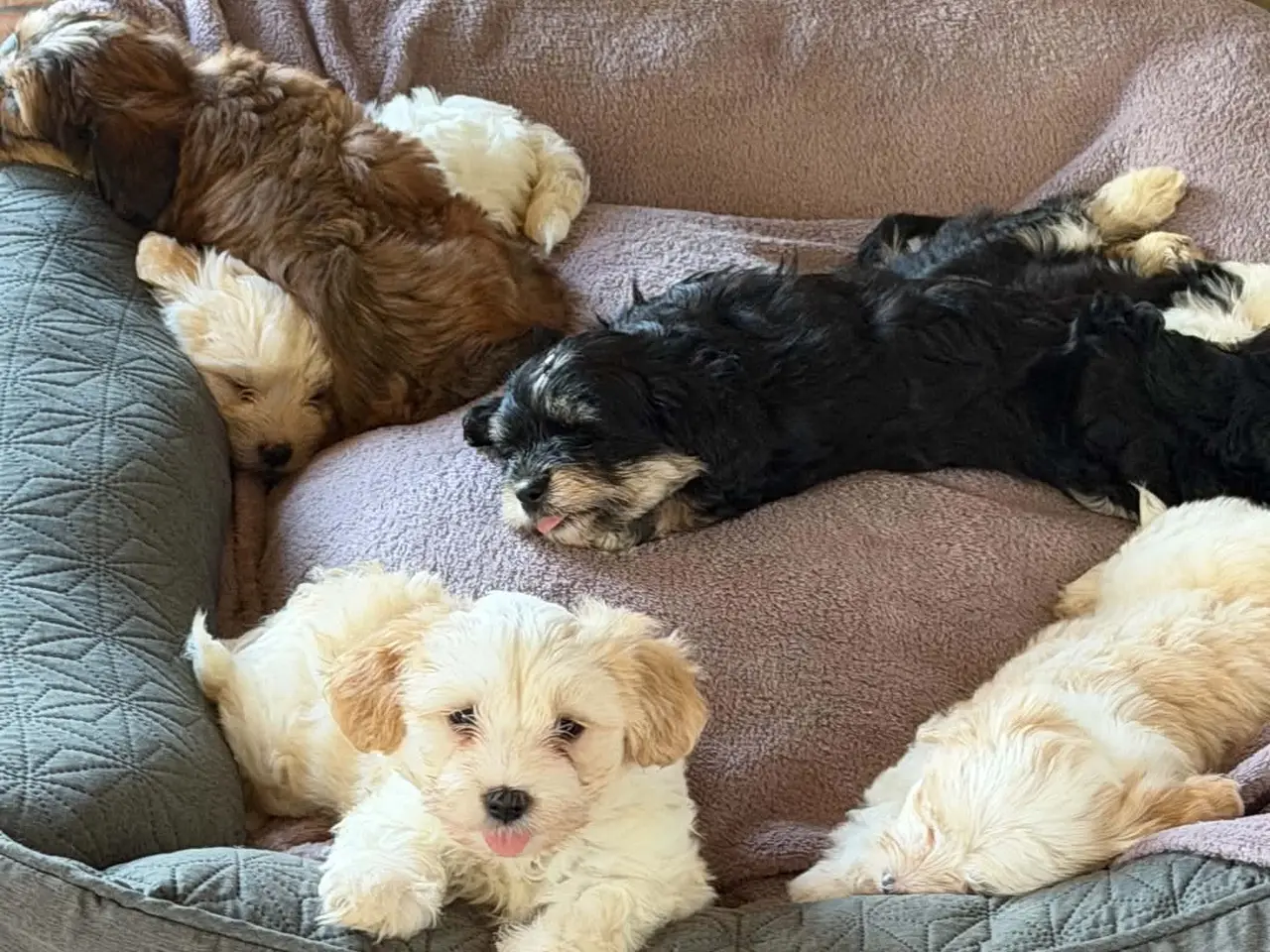Billede 2 - Bichon Havanese