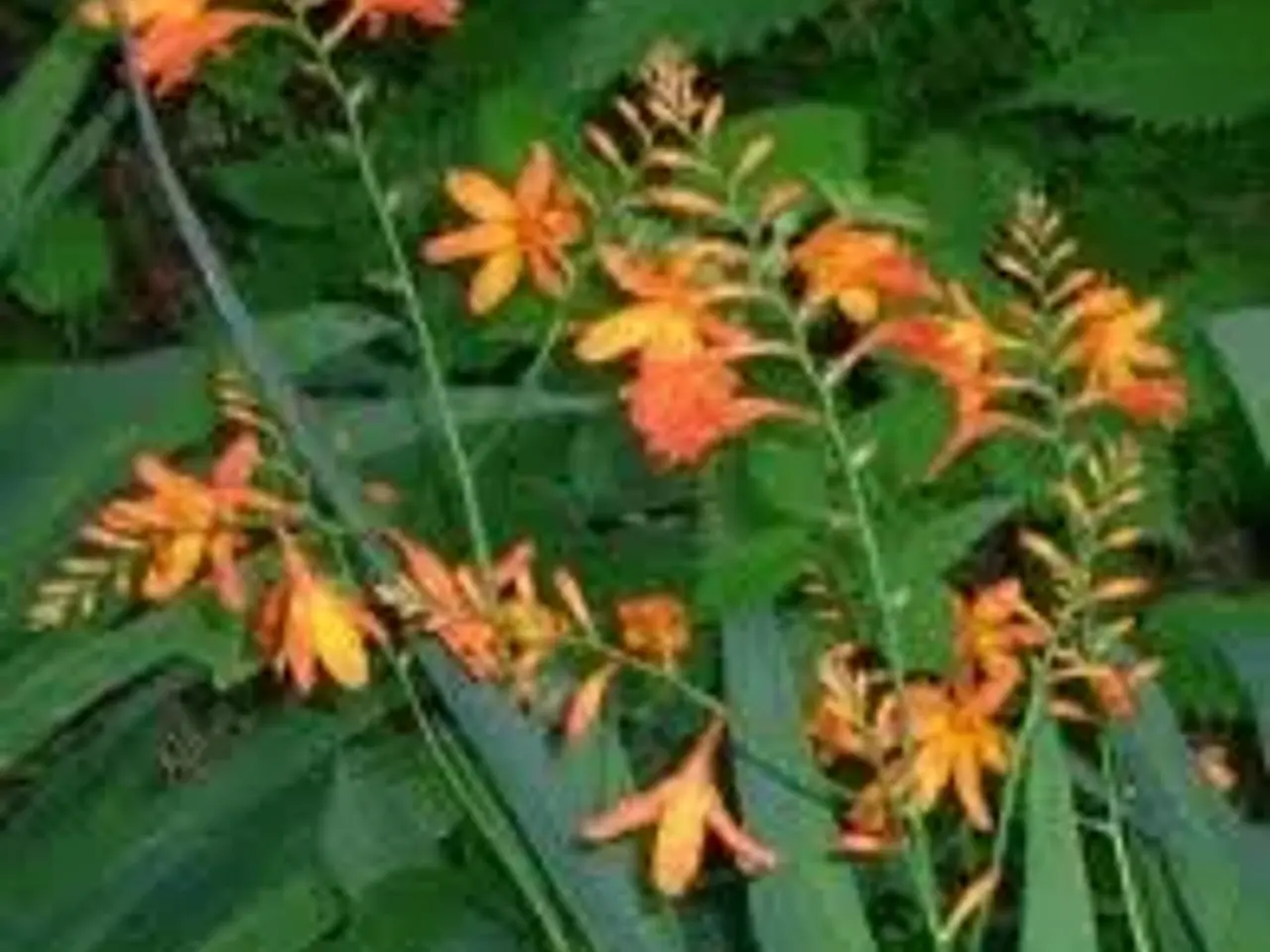 Billede 1 - Montbretia
