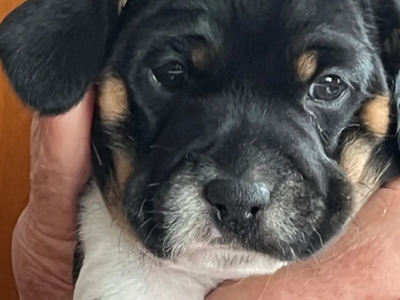 Billede 4 - Dansk Svensk gårdhund blanding