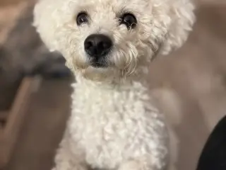 Bichon frise tilbyder avl