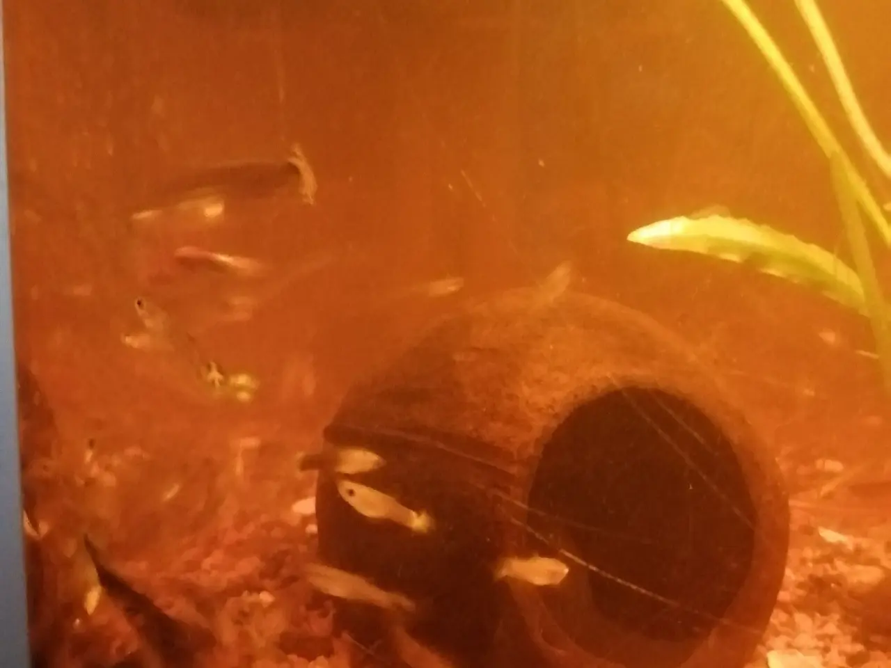 Billede 9 - Guppy 20 stk.