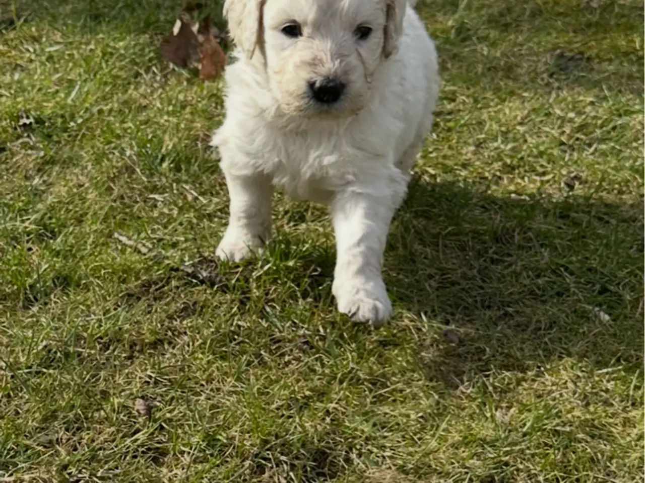 Billede 2 - Smukke Golden Doodle hvalpe