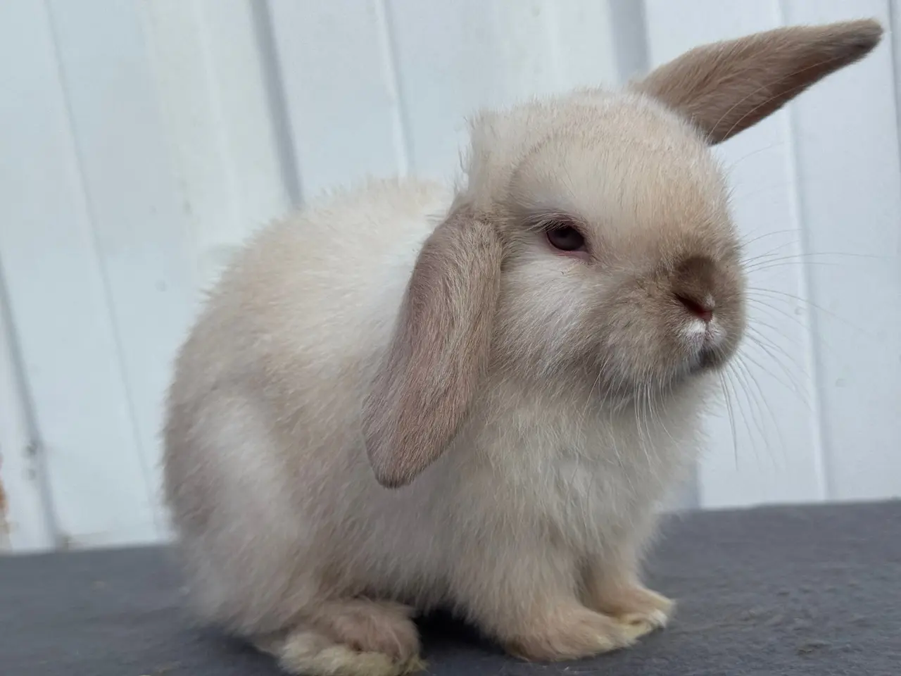 Billede 8 - Mini lops salgsklare