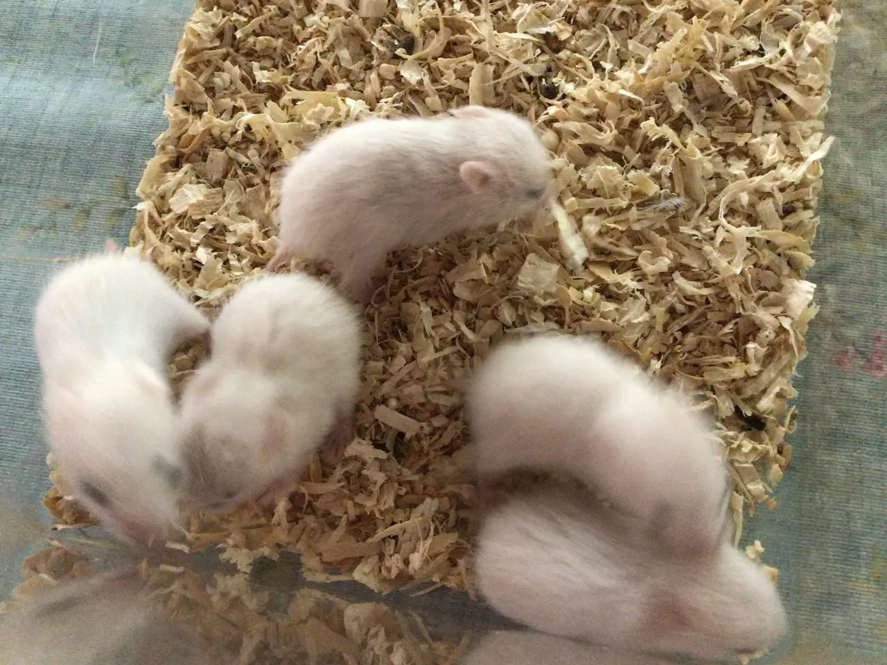 Billede 1 - Guldhamster unger