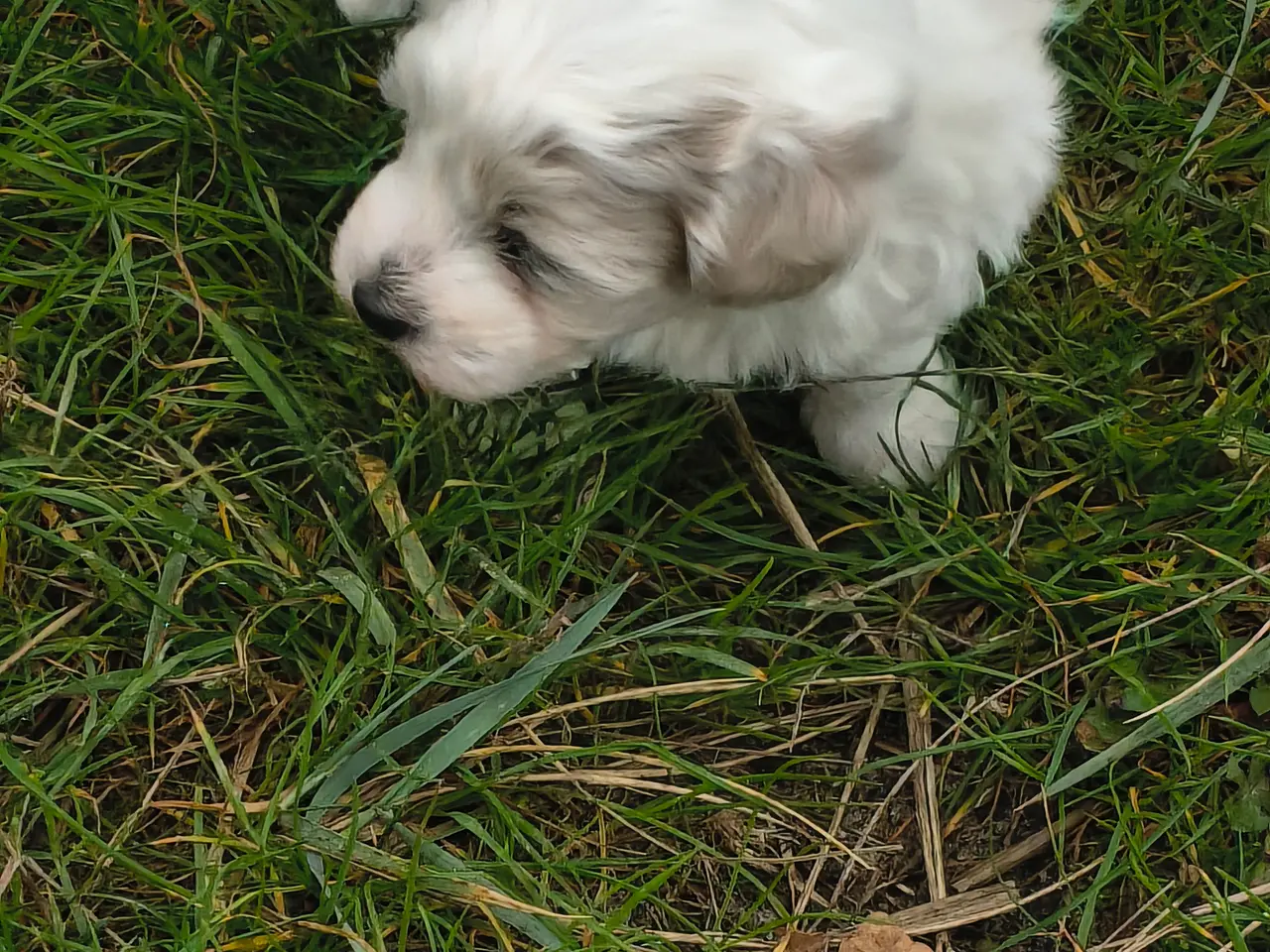 Billede 2 - Blandings hvalp bomulds hund maltipoo