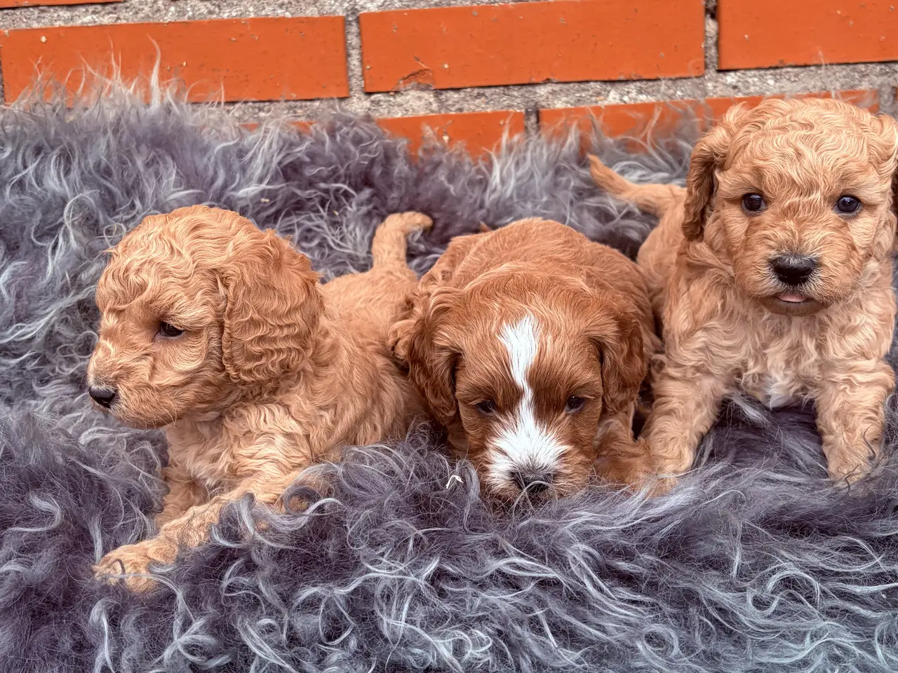 Billede 18 - 3 smukke Cavapoo drenge