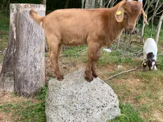 Bukkekid