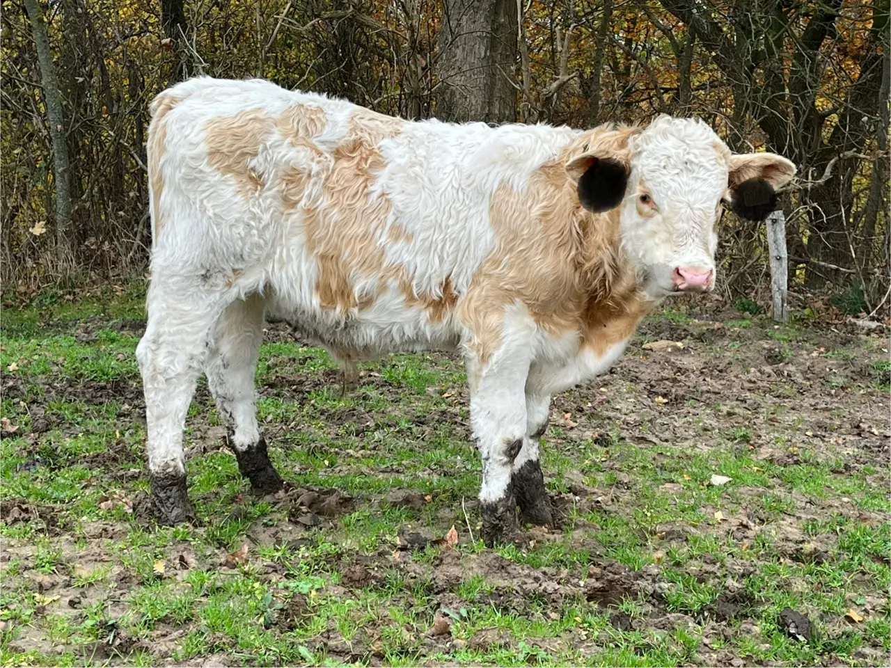 Billede 1 - Simmentaler tyrekalve søger nyt hjem SOLGT
