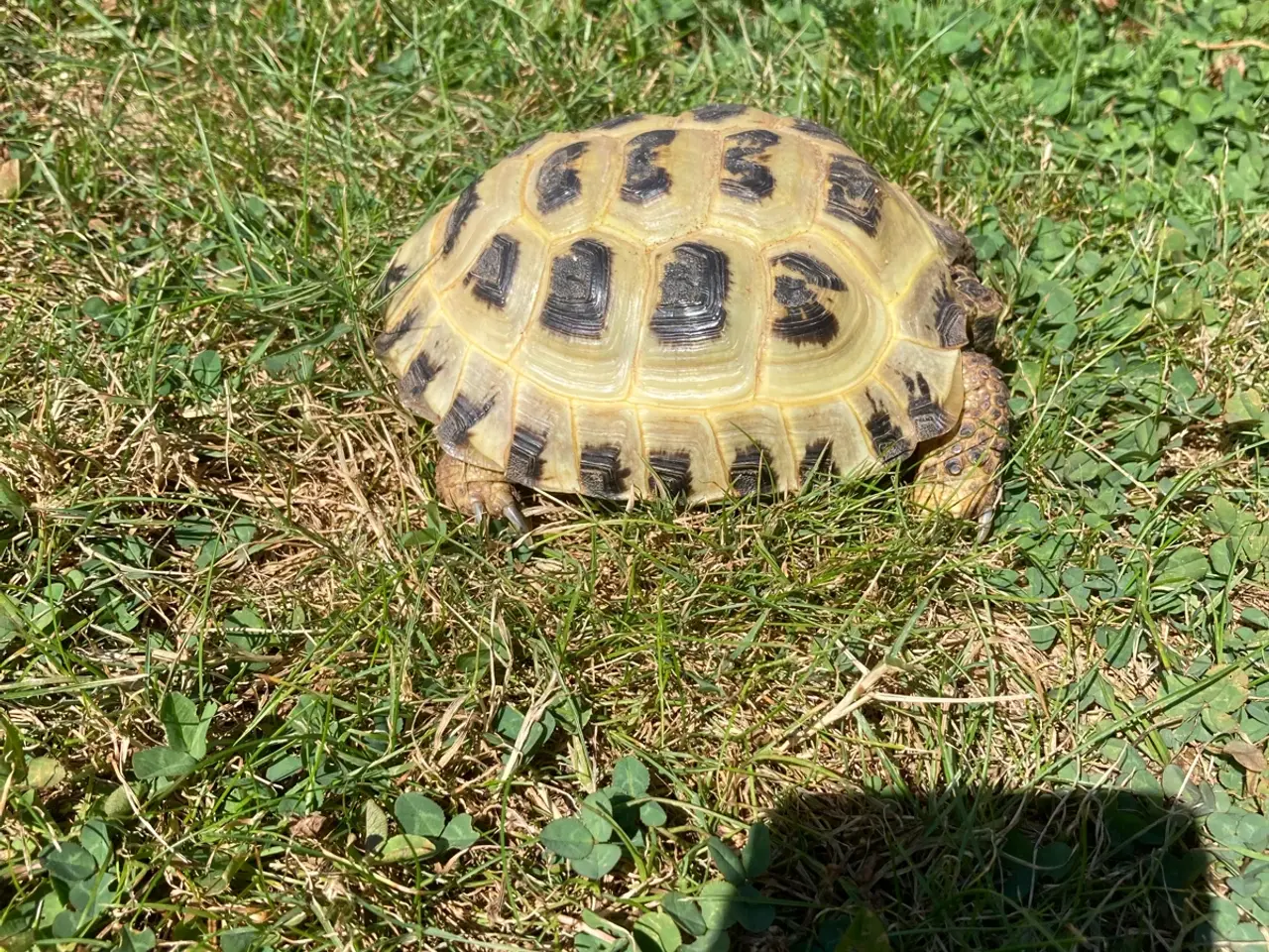 Billede 1 - Russisk landskildpadde