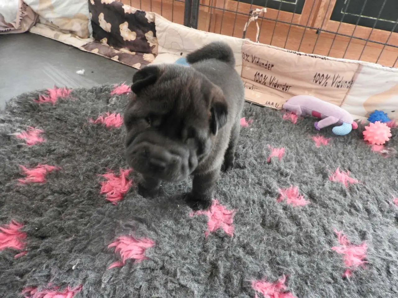 Billede 3 - Shar pei hvalp