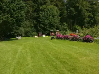 undulater fra i sommer i flere farver