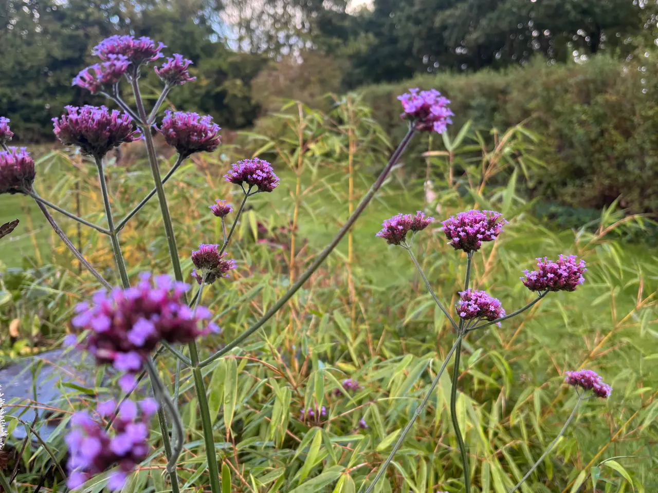 Billede 1 - Staude: Kæmpe verbena (Kæmpe Jernurt)