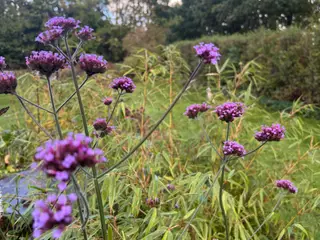Staude: Kæmpe verbena (Kæmpe Jernurt)