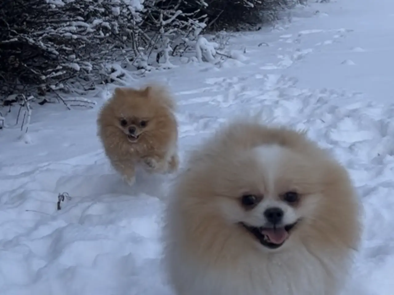 Billede 3 - Ægte Pomeranian Hvalpe