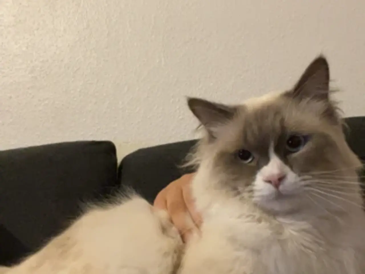 Billede 7 - Ragdoll uden stamtavle