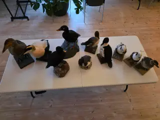 Dykænder sælges enten samlet eller hver for sig