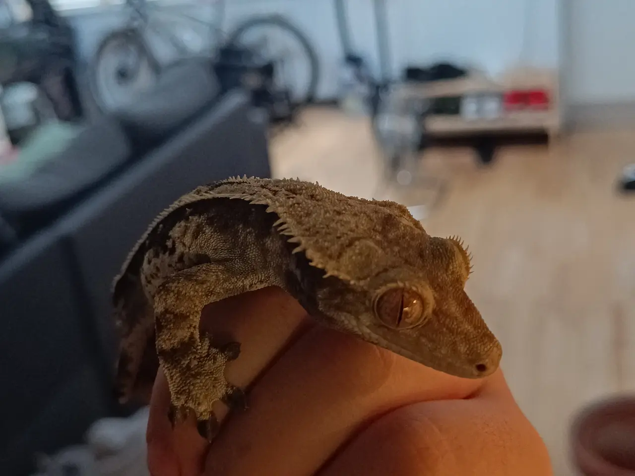 Billede 6 - De sødeste Krone gekko brødre