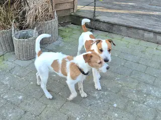 Fine Jack Russell Terrier hvalpe - 5