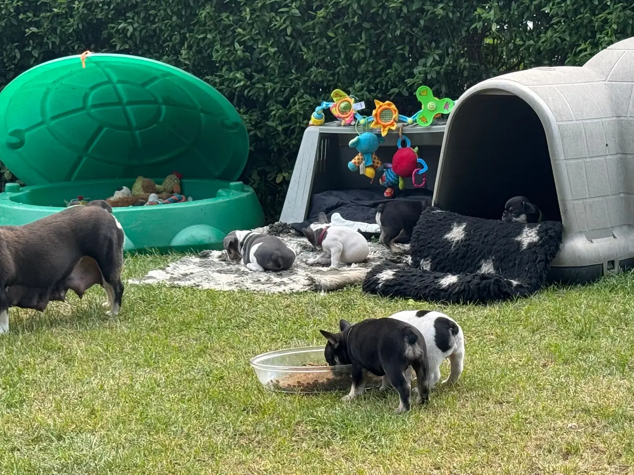 Billede 3 - Franske bulldog hvalpe kun 2 tilbage