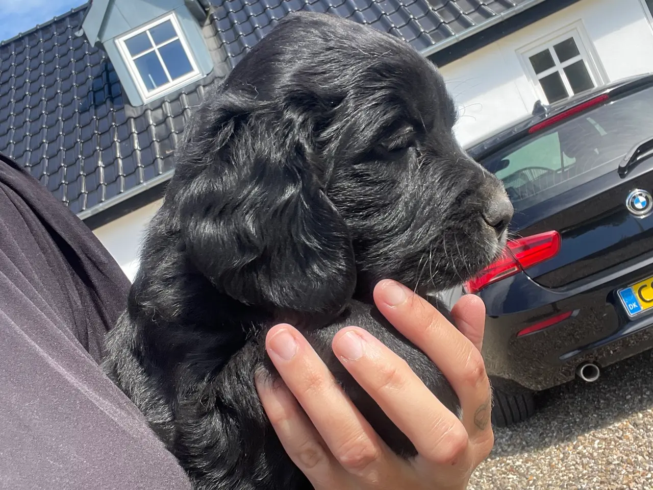 Billede 4 - 1 lækker lab/ Golden hvalpe :)