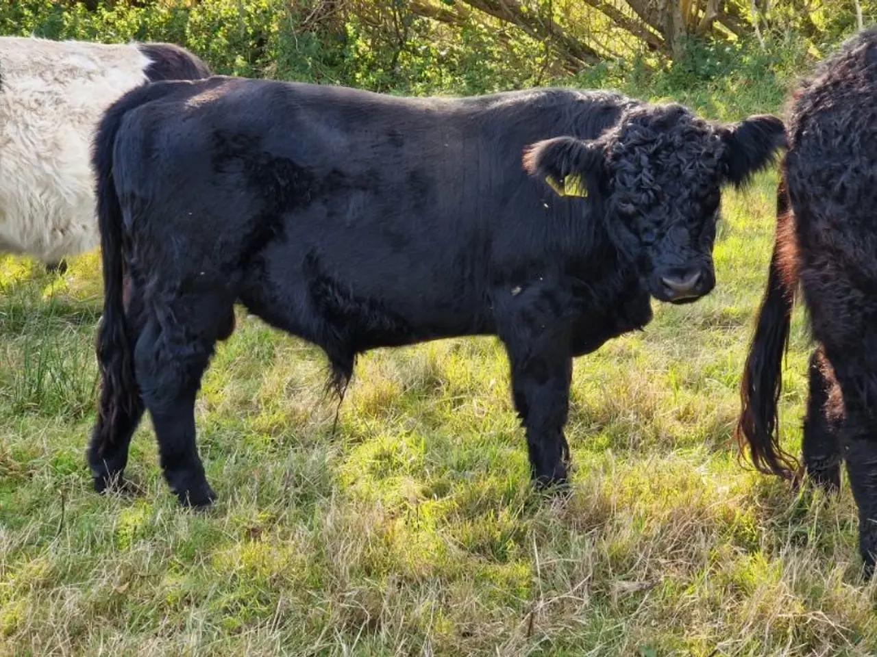 Billede 1 - Sort Galloway tyr Udlejes
