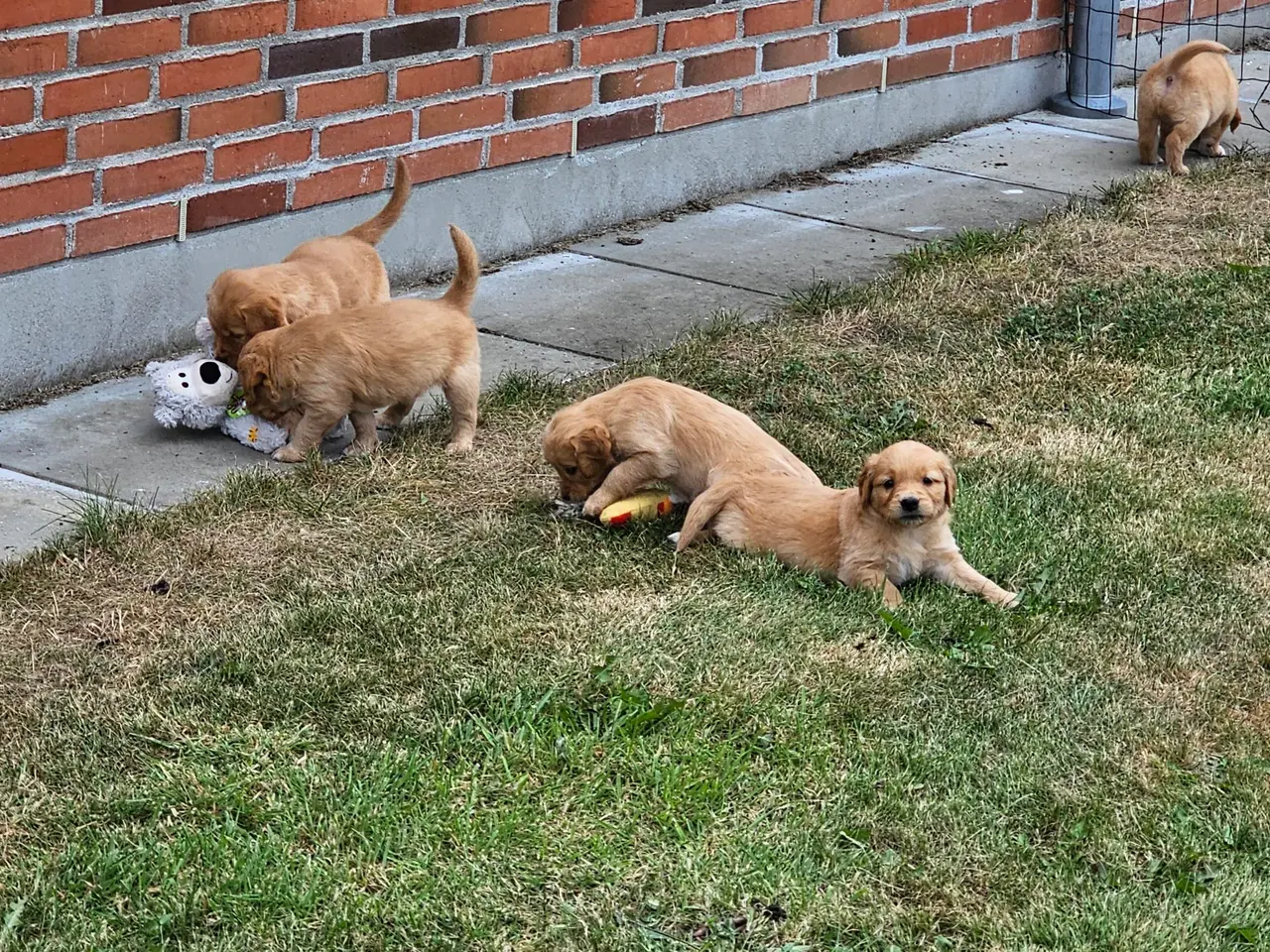 Billede 16 - Mørke Golden Retriever hvalpe