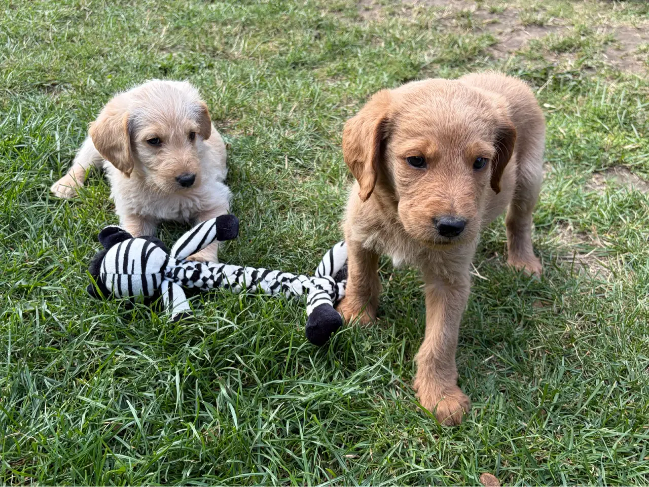 Billede 12 - Labradoodles