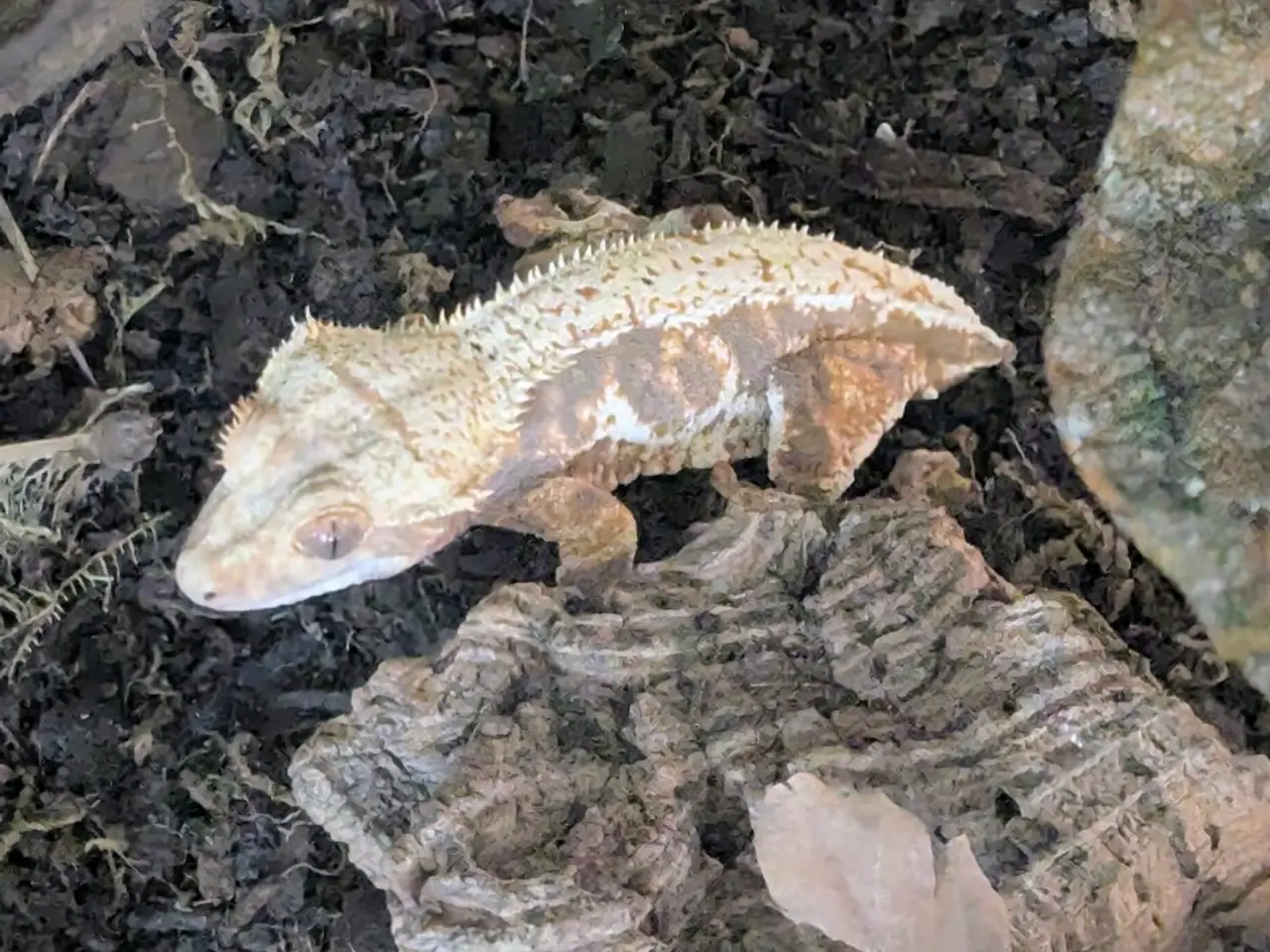 Billede 8 - Kronegekko par. 🦎🦎