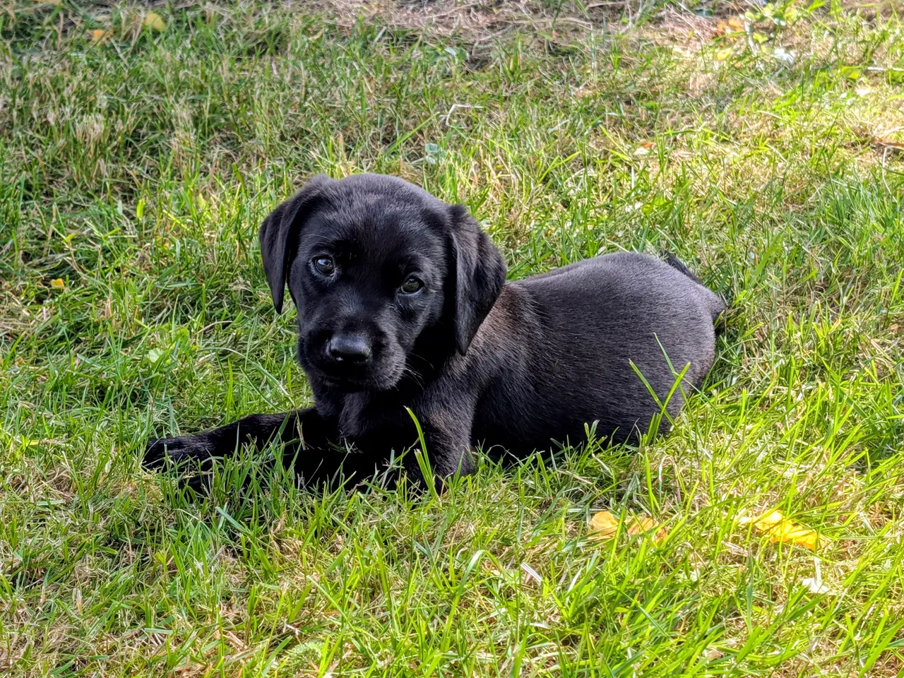 Billede 2 - Labrador/formel 1 hvalpe