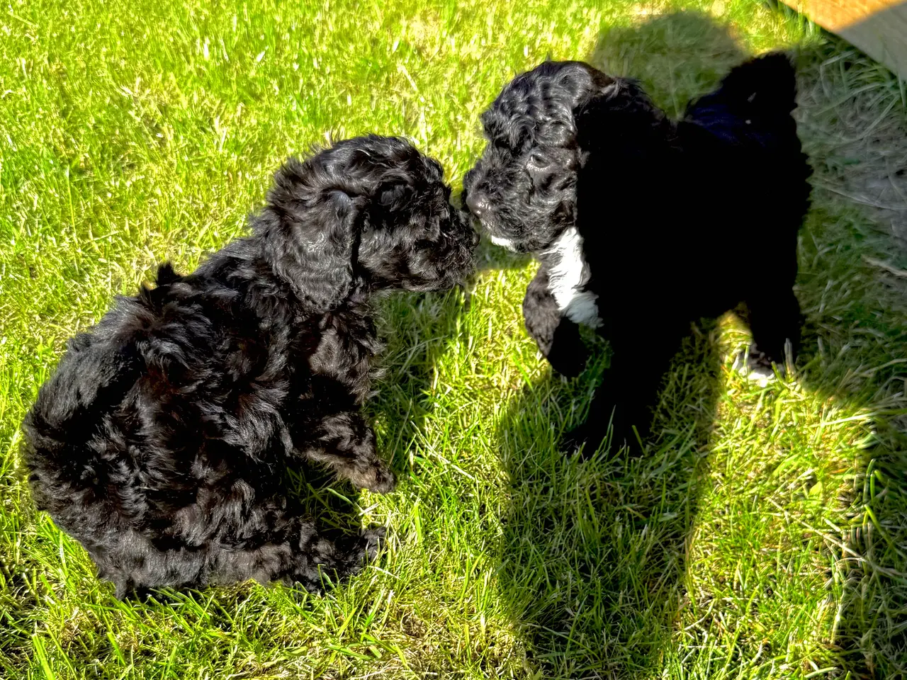 Billede 6 - Cavapoo hvalpe