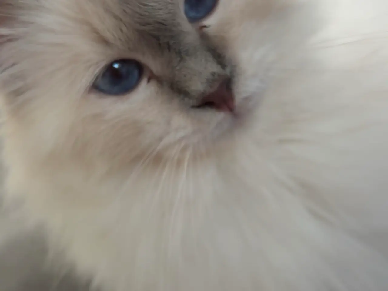Billede 1 - 🐾 Hellig Birma hankat – lilla tabby masket – muli