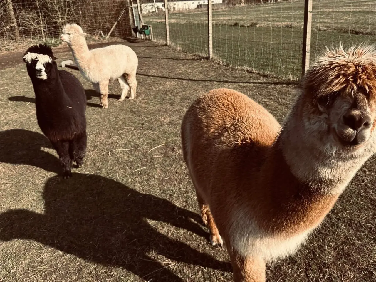Billede 2 - Alpaca