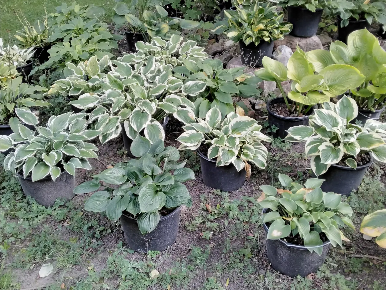 Billede 2 - Store Hosta. Nå dit hosta bed skal se ud af noget