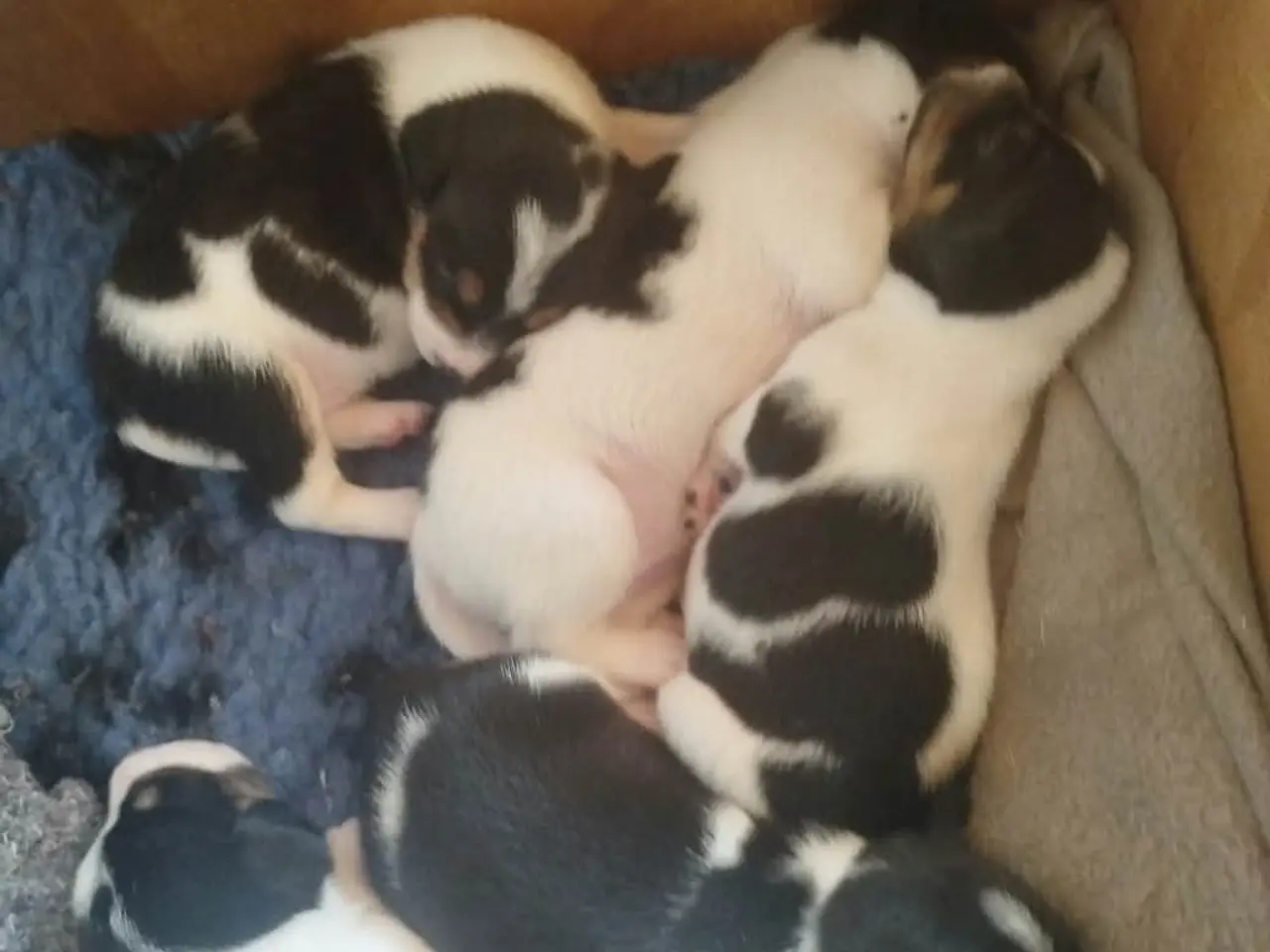Billede 17 - Ðansk svensk gårdhunde hvalpe