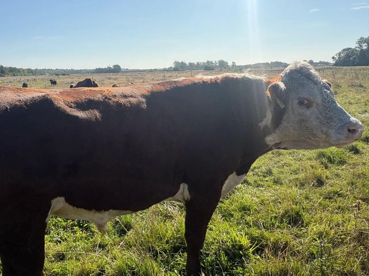 Billede 3 - Flot Hereford tyr